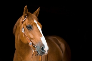 Horses Happy and Healthy Horses Happy and Healthy